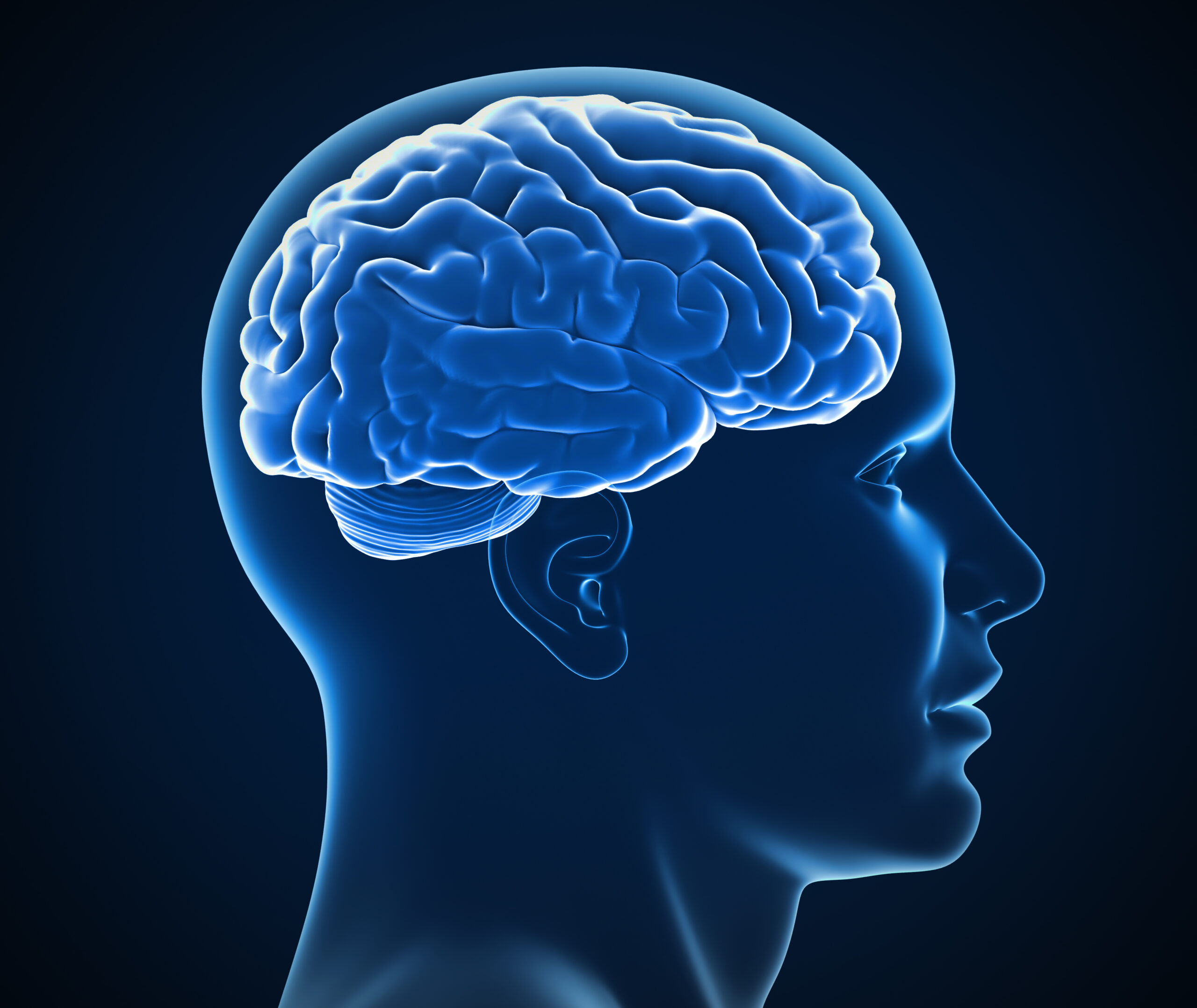 human brain x-ray 3d illustration