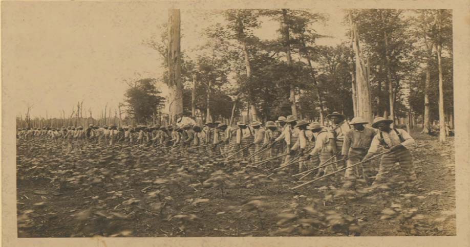 Male prisoners hoeing in a field. (Image: Mississippi Department of Archives and History - Mississippi State Penitentiary [Parchman] Photo Collections, PI/PEN/P37.4)