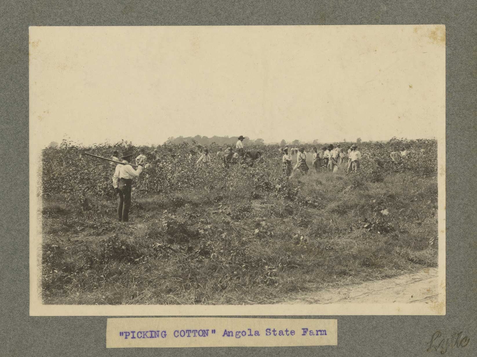 Prisoners picking cotton at Angola farm under the “convict leasing” system, c. 1901. (Image: Louisiana State University Libraries Special Collection/ Andrew D. Lytle’s Baton Rouge Photograph Collection)